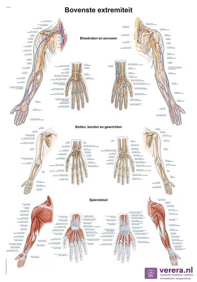Verera.nl Anatomie poster bovenste extremiteit Nederlands Latijn papier 50x70 cm