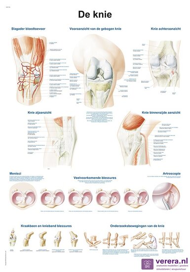 Verera.nl Anatomie poster kniegewricht Nederlands Latijn papier 50x70 cm met ophangsysteem