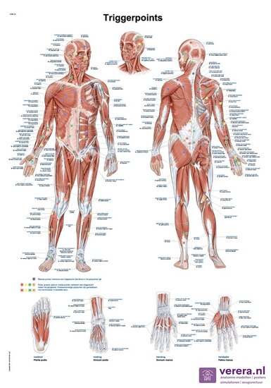Erler-Zimmer Anatomie poster Triggerpoints Nederlands Latijn Papier 50x70 cm met ophangsysteem