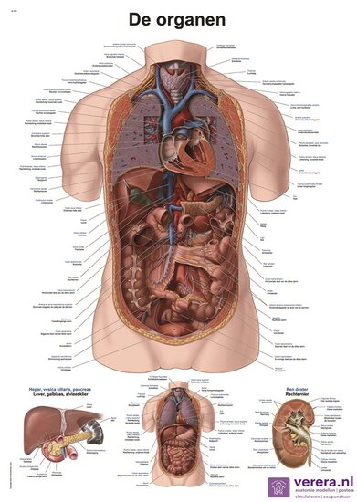 Verera.nl Anatomie poster organen Nederlands Latijn papier 50x70 cm