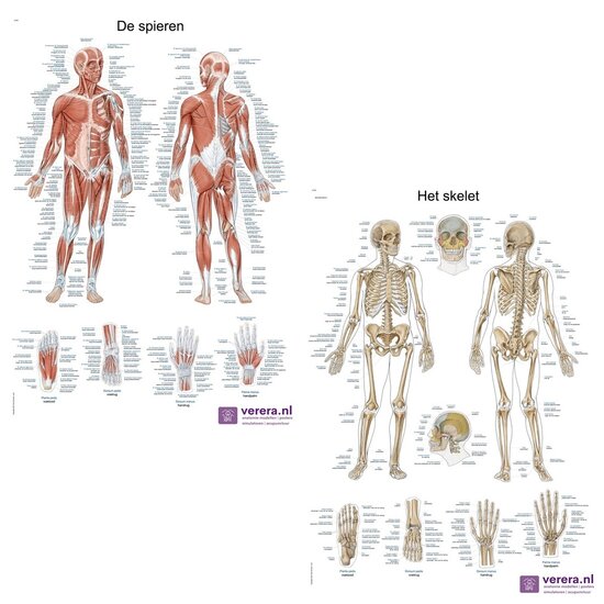 Verera.nl Anatomie poster spieren en skelet Nederlands Latijn papier 50x70 cm met ophangsysteem