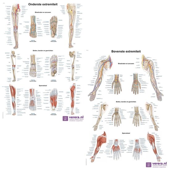 Verera.nl Anatomie poster bovenste en onderste extremiteit Nederlands Latijn papier 50x70 cm