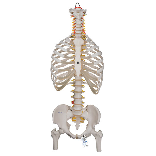 Anatomie model wervelkolom met ribbenkast, 83 cm