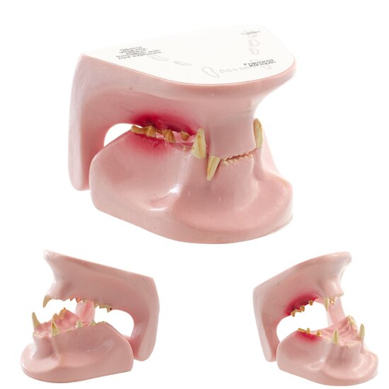 HeineScientific anatomie model kattenkaak 6x5x6 cm met 3 delen en 1 bewegend onderdeel