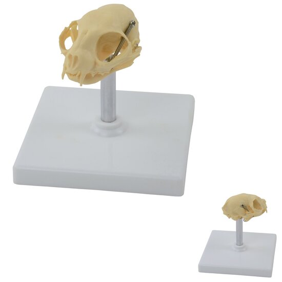 HeineScientific anatomiemodel schedel kat met 1 bewegend onderdeel 12x11x12 cm