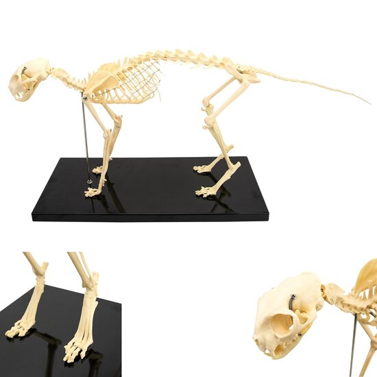HeineScientific anatomie model skelet kat kunststof levensgroot met bewegende onderdelen