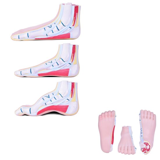 HeineScientific Anatomiemodel Voet 3-delig Normale voet Platvoet Holvoet