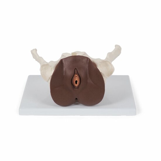 Anatomie model bekken vrouw met genitaliën, 3-delig