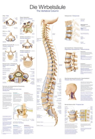 Erler-Zimmer Anatomie poster Wervelkolom Engels Duits Papier 50x70 cm