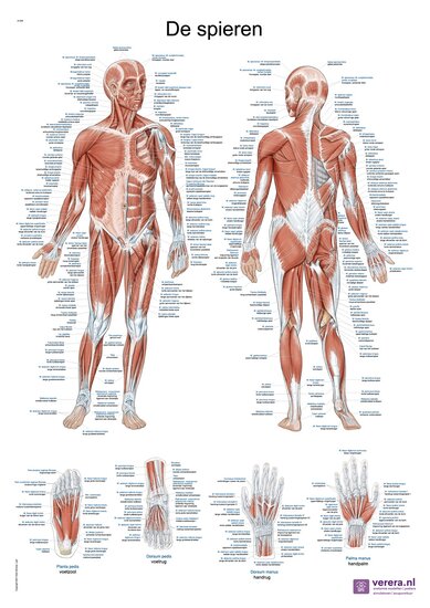 Verera.nl Anatomie poster spieren Nederlands Latijn papier 50x70 cm met ophangsysteem