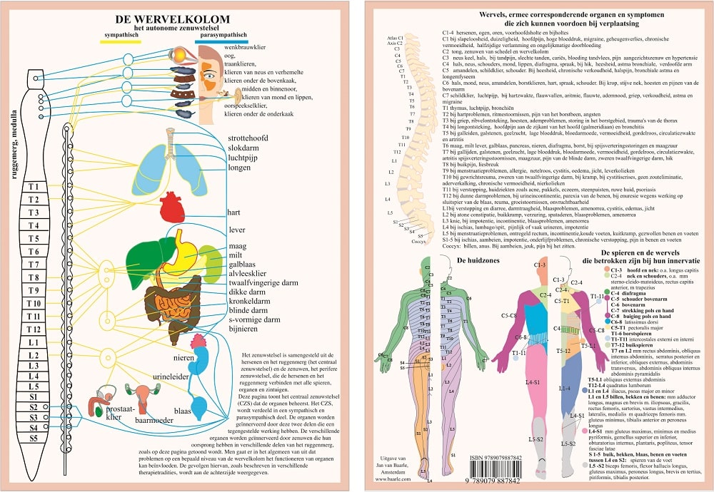 Anatomie poster vegetatief zenuwstelsel (Nederlands, gelamineerd, A4)