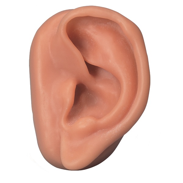 Anatomie model acupunctuur oor links