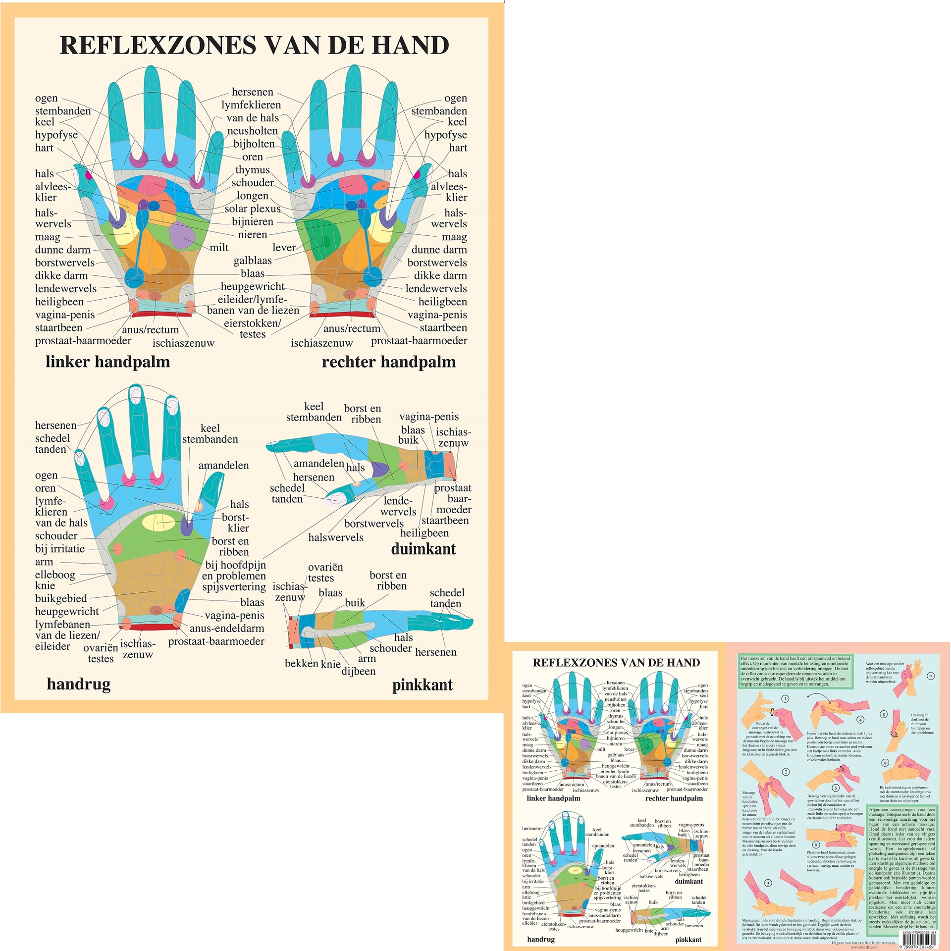 Anatomie poster handreflexologie (Nederlands, gelamineerd, A2 + A4) + ophangsysteem