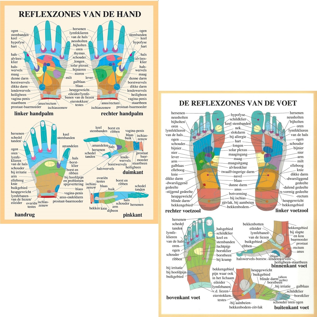 Anatomie posters hand- en voetreflexologie (Nederlands, gelamineerd, A2)