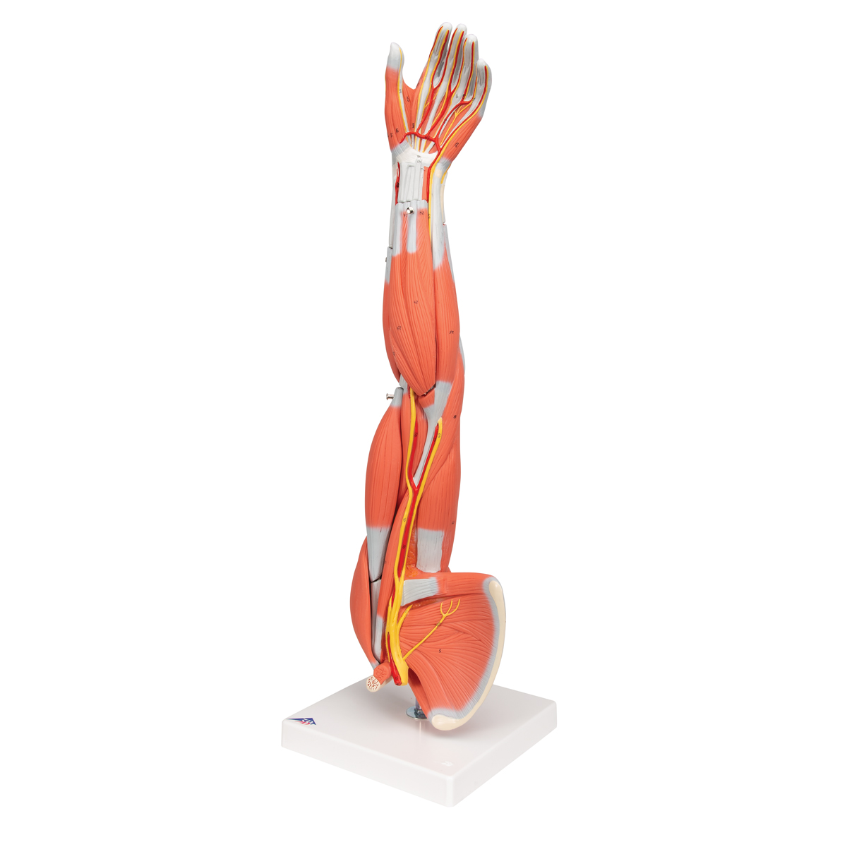 Anatomie model spieren arm, 60 cm, 6-delig