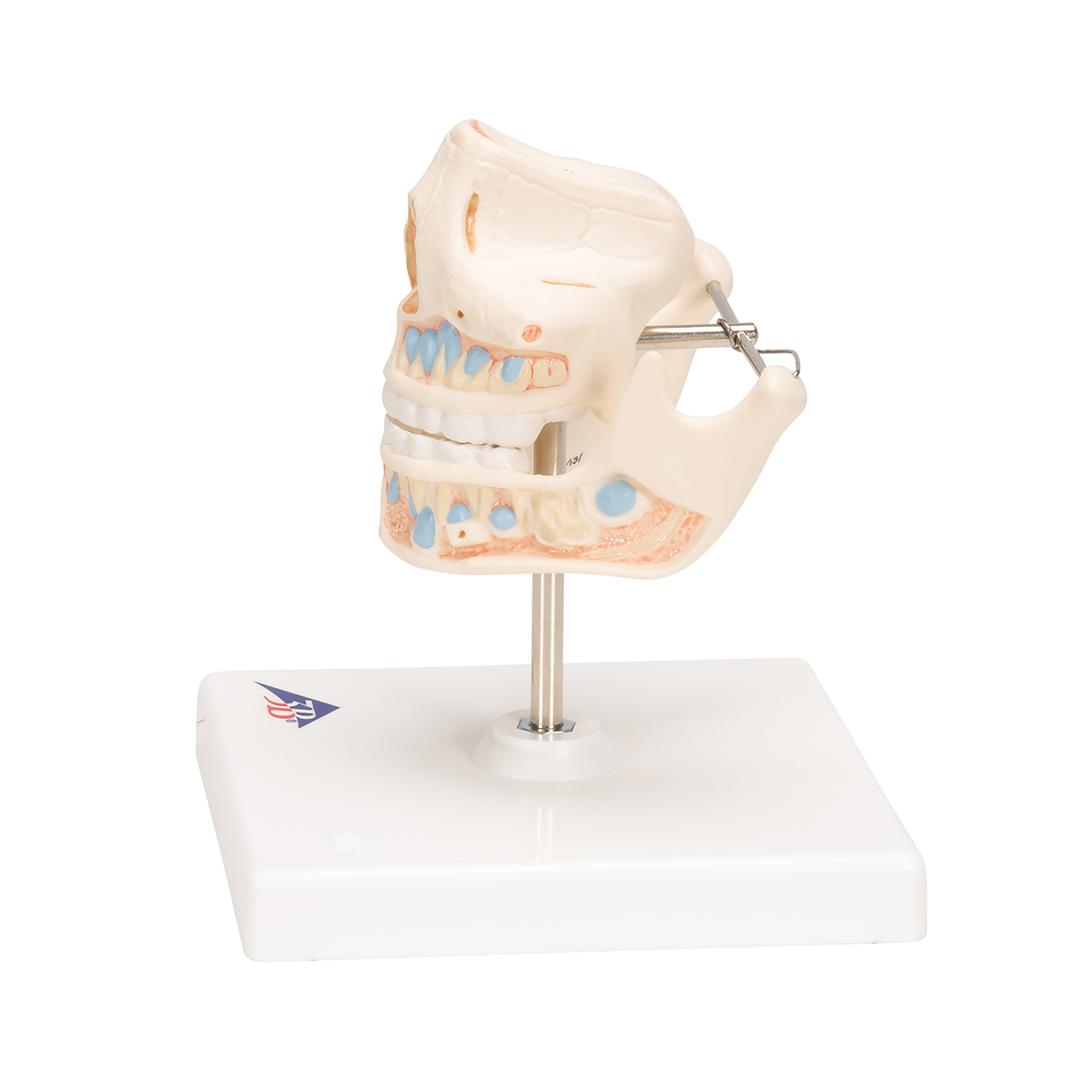 Anatomie model melkgebit, 13x12x13 cm
