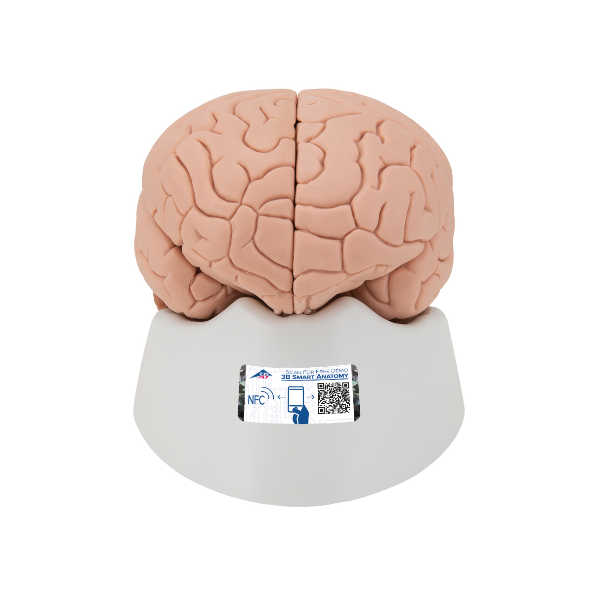 Anatomie model hersenen, 4-delig