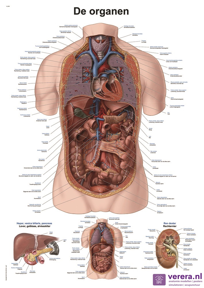 Anatomie poster organen (Nederlands/Latijn, papier, 50x70 cm)