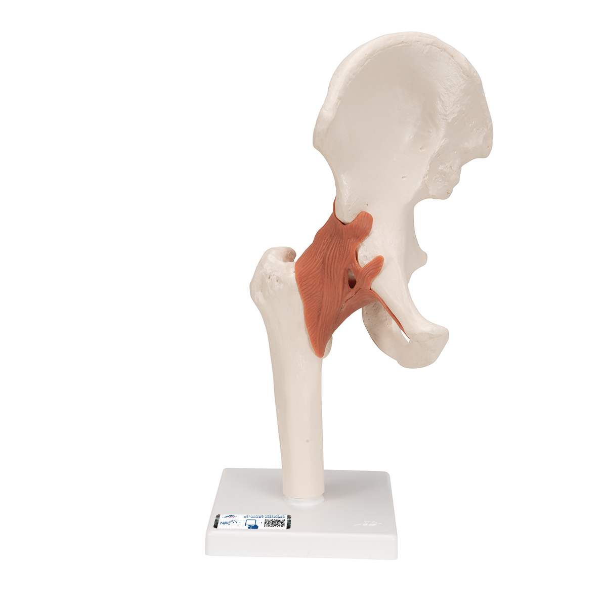 Anatomie model heup