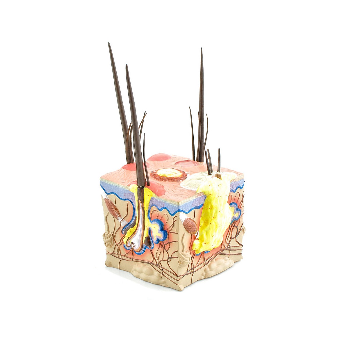 Anatomie model huidziekten bij honden