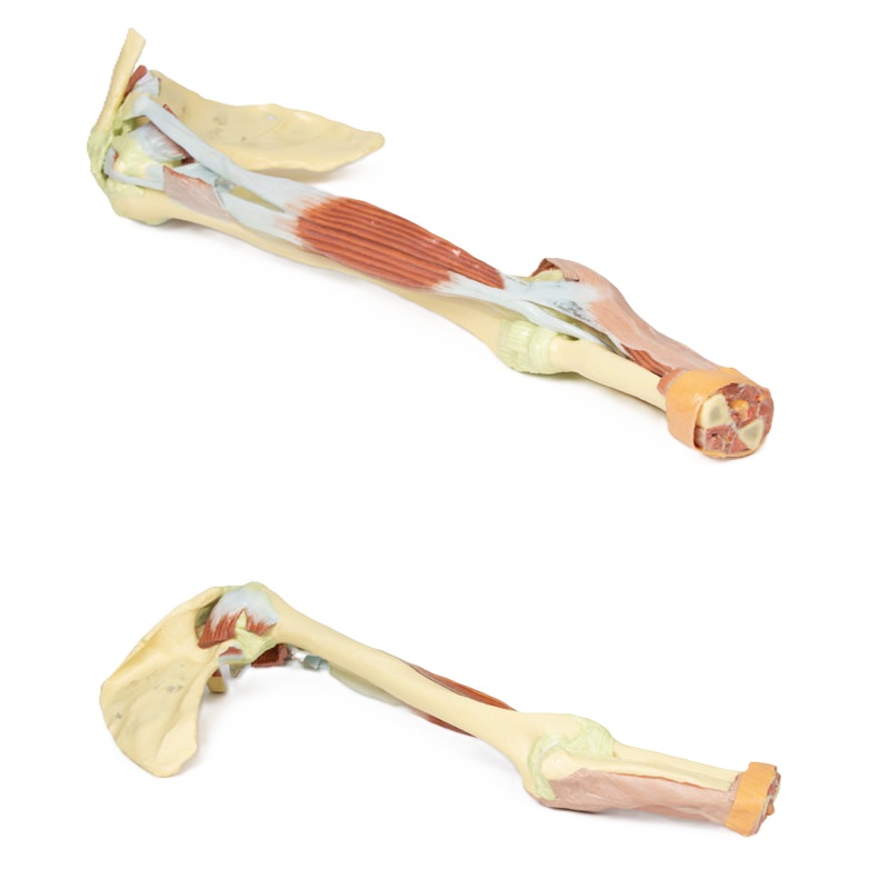 Bovenste extremiteit – biceps, botten en ligamenten