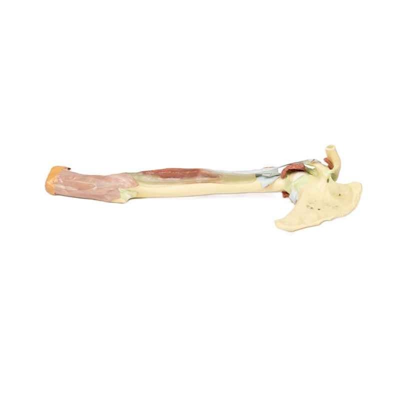 Bovenste extremiteit – biceps, botten en ligamenten
