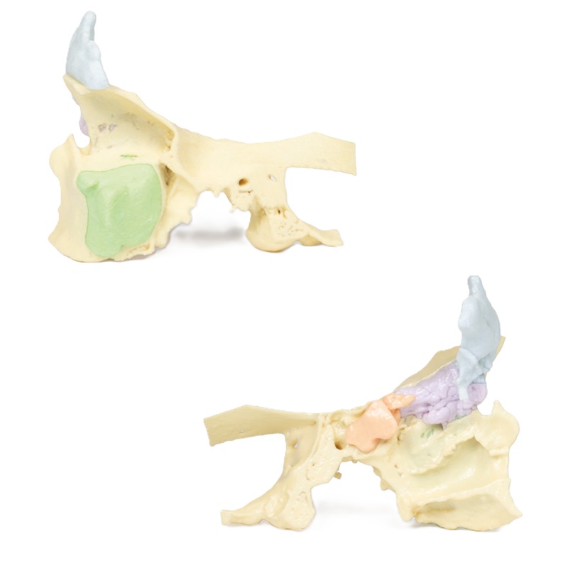 Erler-Zimmer Anatomisch model neusbijholten 3D