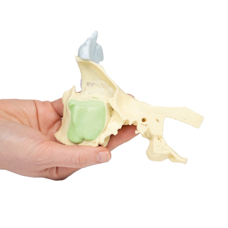 Erler-Zimmer Anatomisch model neusbijholten 3D