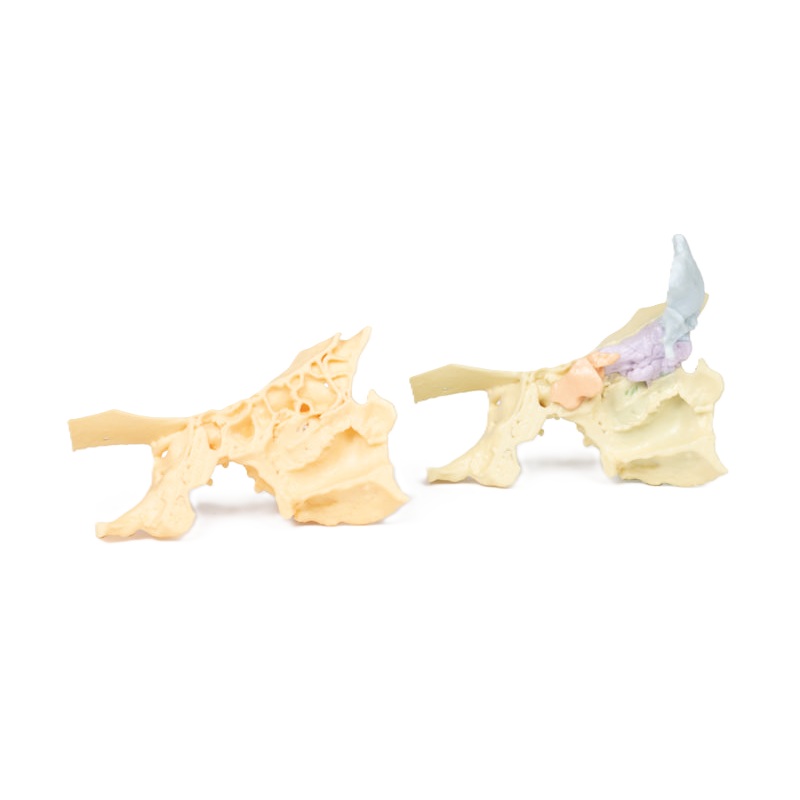 Erler-Zimmer Anatomisch model neusbijholten 3D